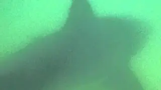 Shark sighting in Manhattan Beach