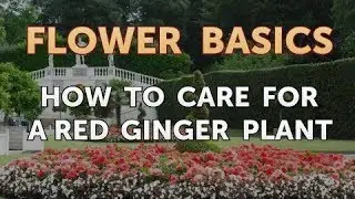 How to Care for a Red Ginger Plant