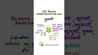 Tulsi_DG medicinal plant#aiapget #herbalmedicine #tulsi#shorts#bams #ayurveda #dg#medicinalplants
