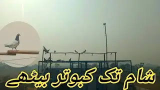 Sham Tak Kaboter Bathe | Baazi Ki Tayari | Kaboter Baazi | Colourful pigeons 