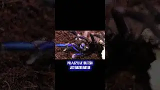 4️⃣ Chilobrachys natanicharum &ndash; prawdziwy ELEKTRYCZNY potw&oacute;r 🔥