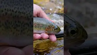 Fly Fishing for Rainbow Trout: The Complete Guide!