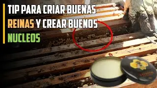 Como Criar buenos Zanganos para FECUNDAR A LAS REINAS ¿Ya lo sabias? | #apicultura