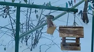 #sikorki w zimowej scenerii piękny widok z mojego okna