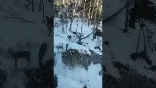 Mariyam&rsquo;s Beautiful Snow Deer Day