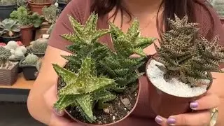 Nem todo “problema” nas suculentas é problema 🌵