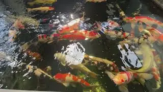 Big koi fish in Japanese | big koi fish | Japanese koi fish pond