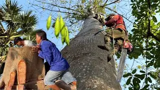 Cưa cây gòn siêu to , Gần nhà , Gần dây điện cao thế . Cưa cây kỷ thuật cao 