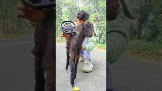 RC remote control Goat unboxing & testing #shorts