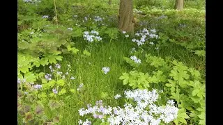 Claudia West - the new face of US planting design