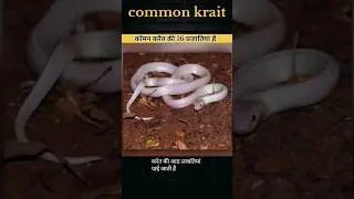 भारत में कॉमन करैत की 8 प्रजातियां पाई जाती हैं #shrots #commonkrait #facts #shortsfeed