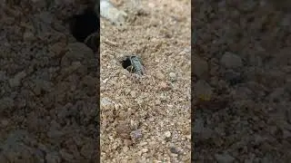 Sandfly 🐝🐝🐝 #sandfly #flebotomo #москит #agas #nature #beautifulnature #short #shorts