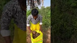 ప్రకృతి ప్రసాదం 🤗🌿🌾