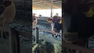 Achadinha Cheese Company Farm Barn Visit