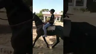 Heavy and Light weight horse riding | TAL CHAPPAR