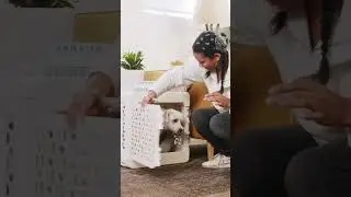 Meet the Founder: The Inspiring Story Behind KindTail's Innovative Pet Products