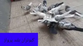 دلیل اینکه کبوتر به جوجه دون نامیده🕊️🏠