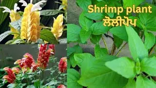 shrimp plant /lollipop plant care/#shrimpplant #lollipopplant