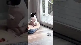 Dog Sitting and Watching Outside #funny #pets #cute #animals #foryou #shorts