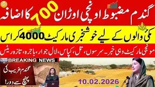 Today Wheat price in punjab | گندم کا ریٹ202 | munji makki till sarso | Galla mandi rate today 2026