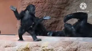 Funny animal video 🦍🦍🤣🤣