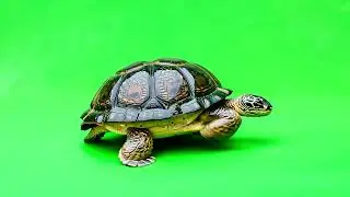 🐢 ЧЕРЕПАХА ФУТАЖ НА ЗЕЛЕНОМ ФОНЕ/ TURTLE ON GREEN SCREEN BACKGROUND