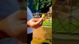 Big Monkey eating lays chips so cute 👌👌 #shorts #monkey #trending #viral #cute #funny #eating #wow