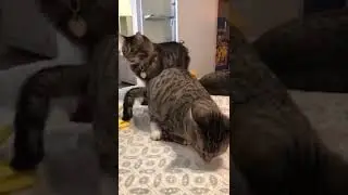Cute cat 🐱
