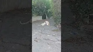 Cute cats #israel #cat #cuteanimals #котики #коты #кот #кошка #милыеживотные #kediler