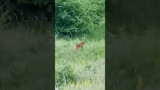 Young roebuck #wildanimals #2024 #hunting #top #nature #countrylife #chevreuil #косуля #corzo