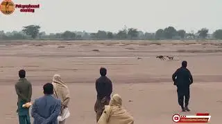 New shekar he shekar in Punjab Pakistan \ greyhound dog vs rabbit race