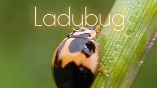 Story of a lady (Ladybug) closeUP wildlife