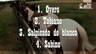 Caballos Paint Horse (Pinto Americano)🐴-De Caballos