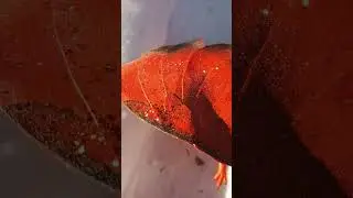 Дракон 