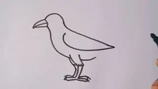 How to draw a Crow easy step by step //bird drawing