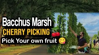 Bacchus Marsh Fruit Picking| The Sweetest Cherry Harvest.