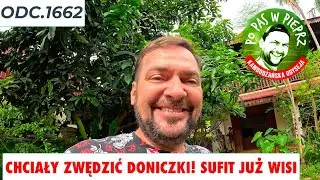 Chciały zwędzić doniczki! Mamy już sufit :) Odc.1662