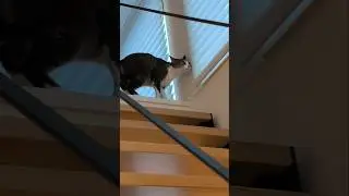 入る猫の瞬間🐱 - Cats move so fast - #shorts #cat