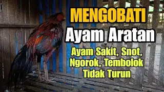 MENGOBATI AYAM ARATAN, AYAM SAKIT, SNOT, NGOROK, TEMBOLOK TIDAK TURUN