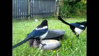 #magpies #feeding