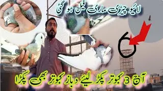 3 kabootar pakre aj dabaz kabootar pakra || live chirimari fail ho gayi || kabootar bazi