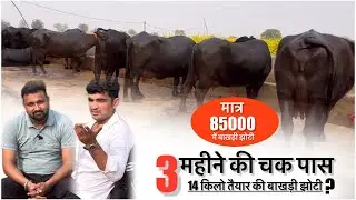 3 महीने की चक पास बाखड़ी झोटी 14 किलो दूध तैयार || 85000 में बाखड़ी झोटी |