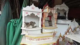 Divine cat