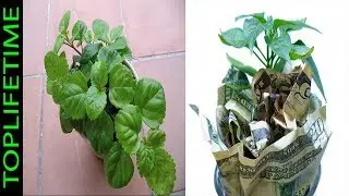 Pasos para cuidar la planta del dinero