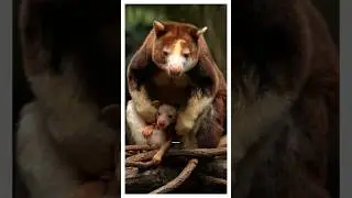 Такого кенгуру вы ещё не видели!