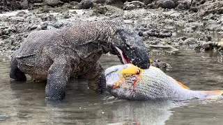 Komodo Dragon Vs Alien Fish With Monster Heads