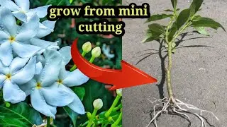 How to grow pinwheel plant from a cutting