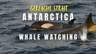Antarctica: Whale Watching in the Gerlache Strait