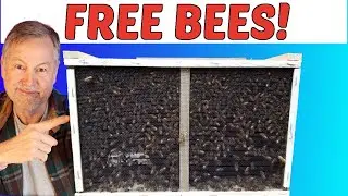 How You Can Save Money & Get Free Bees To Start Beekeeping