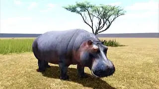 ALL HIPPO FOOTAGE! Wild Savannah Roblox